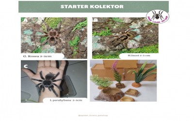 STARTER KOLEKTOR - TARANTULA MIX A